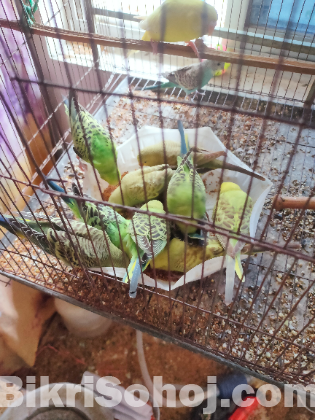 Budgerigar Bird / Bazigar